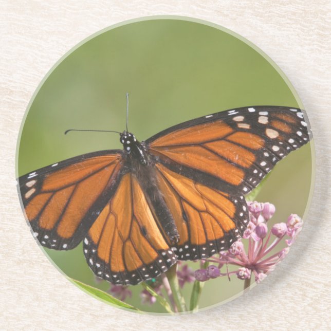 Monarch Butterfly-Männchen auf Sumpf-Milkweed Untersetzer (Vorne)