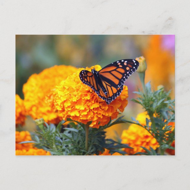 Monarch Butterfly Marigold Foto Postkarte (Vorderseite)