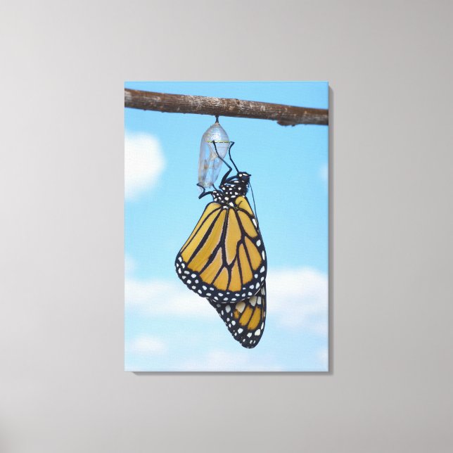 Monarch Butterfly mit Chrysalis Leinwanddruck (Vorderseite)