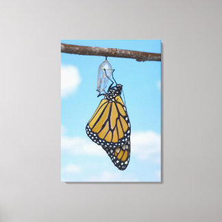 Monarch Butterfly mit Chrysalis Leinwanddruck
