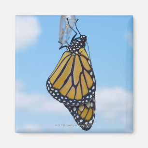 Monarch Butterfly mit Chrysalis Magnet