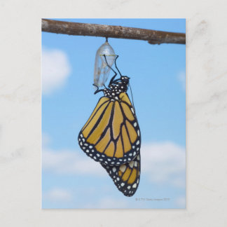 Monarch Butterfly mit Chrysalis Postkarte
