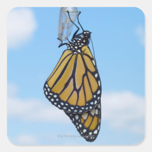 Monarch Butterfly mit Chrysalis Quadratischer Aufkleber