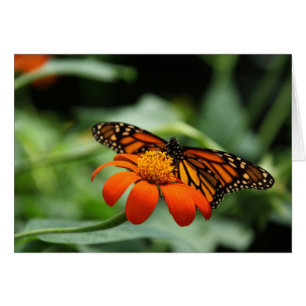 Monarch Butterfly-Note