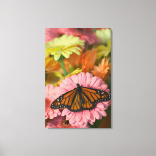 Monarch Butterfly on a Gerbera  Danaus Plexippus Leinwanddruck