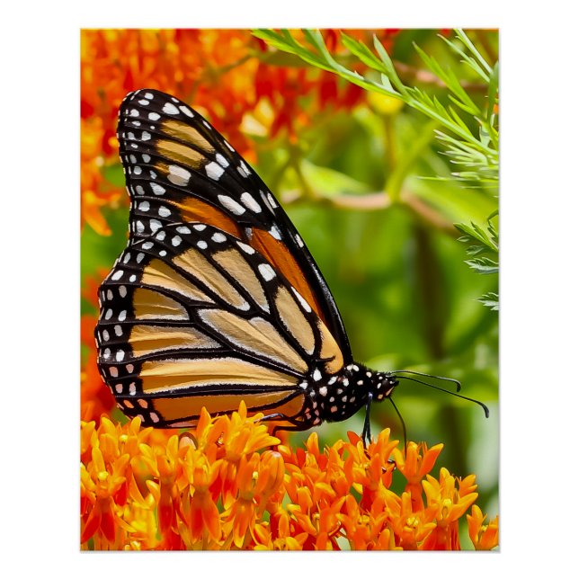 Monarch butterfly on butterfly bush poster (Vorderseite)