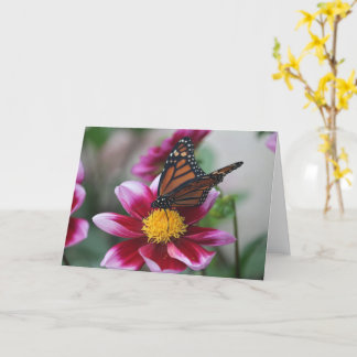 Monarch Butterfly on Deep Pink Dahlia Photo Blank Karte