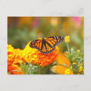 Monarch Butterfly Orange Marigold Foto Postkarte