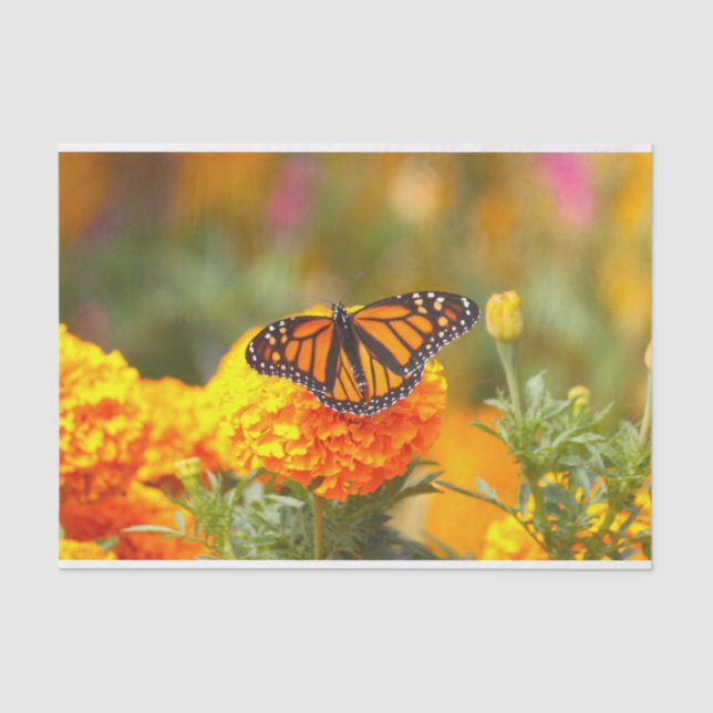 Monarch Butterfly Orange Marigold Foto Seidenpapier (Vorderseite)