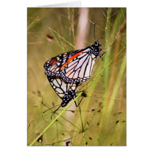 Monarch Butterfly Pair Card
