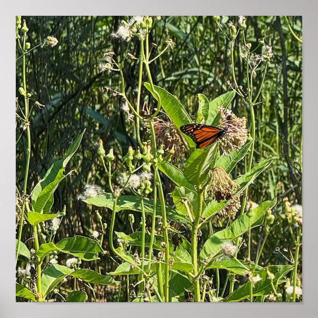Monarch Butterfly Photo Poster (Vorne)
