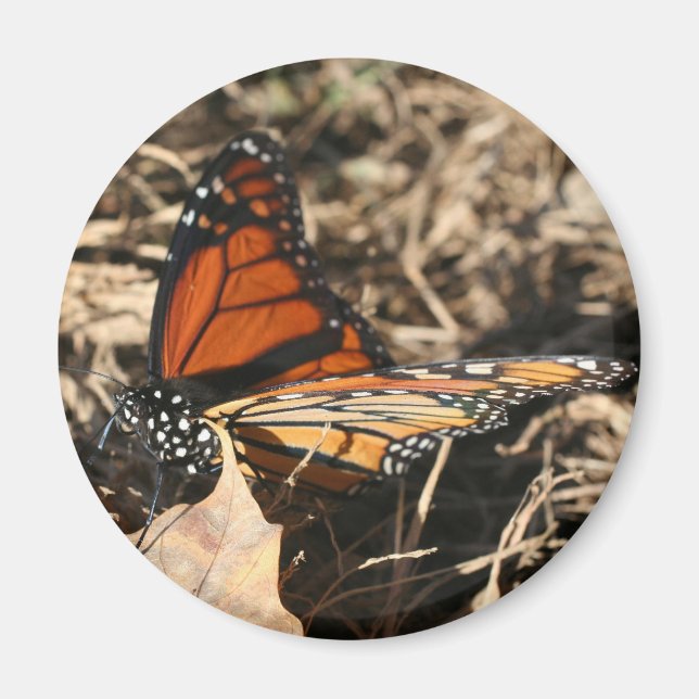 Monarch Butterfly Posing Nature Photography Magnet (Vorne)