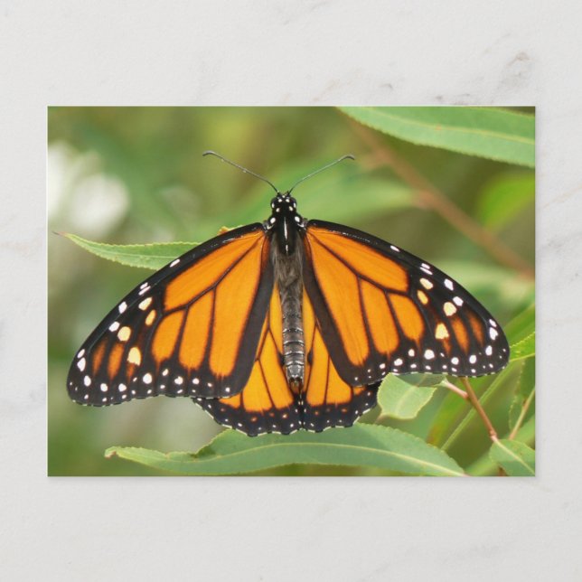 Monarch Butterfly Postcard. Postkarte (Vorderseite)