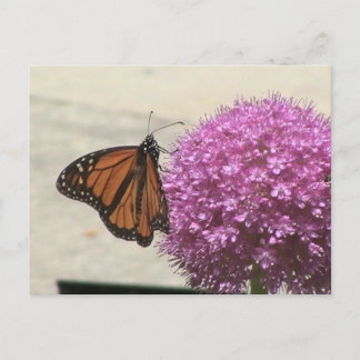 Monarch Butterfly Postcard Postkarte