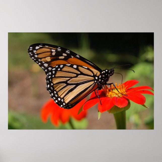 Monarch Butterfly Poster (Vorne)