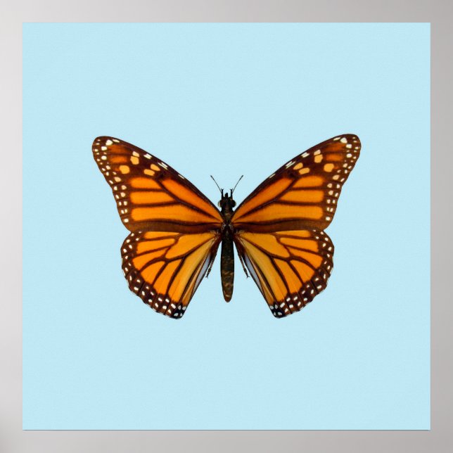 Monarch Butterfly Poster (Vorne)