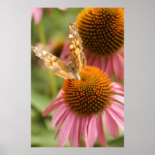 Monarch Butterfly Poster (Vorne)