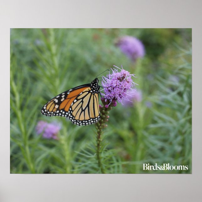Monarch Butterfly Poster (Vorne)