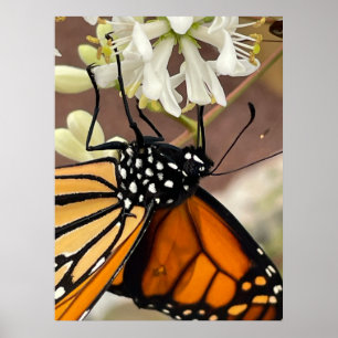Monarch Butterfly Poster