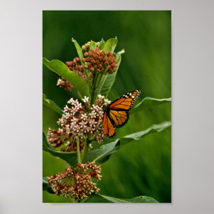 Monarch Butterfly Poster
