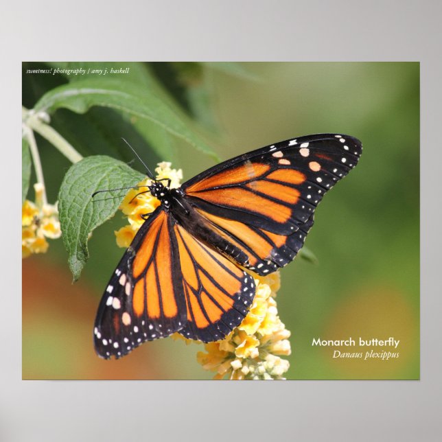 Monarch Butterfly Poster (Vorne)