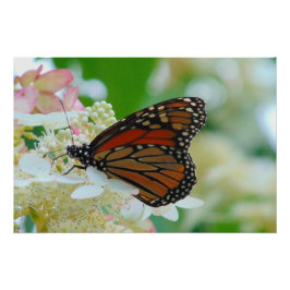 Monarch Butterfly Poster