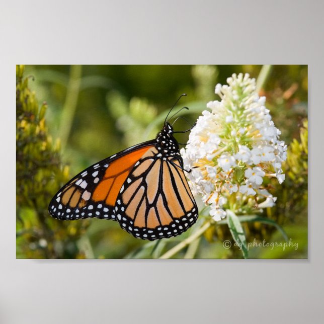 Monarch Butterfly Poster (Vorne)