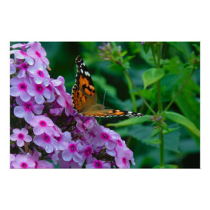 Monarch Butterfly Poster