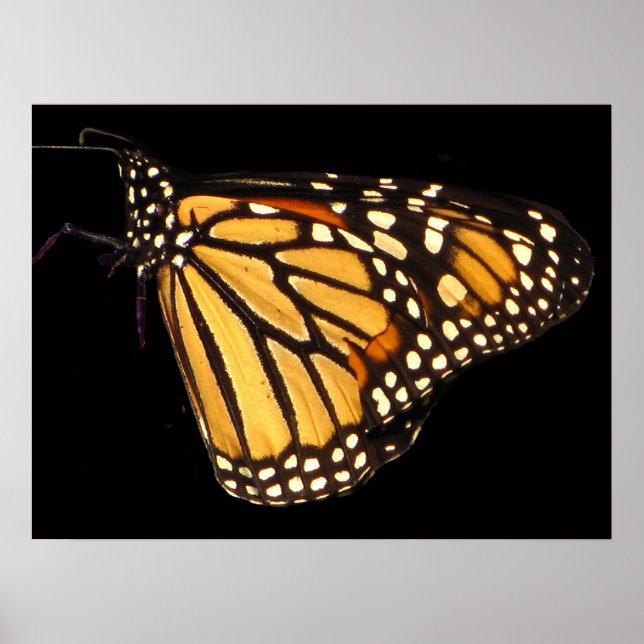 Monarch Butterfly Poster (Vorne)