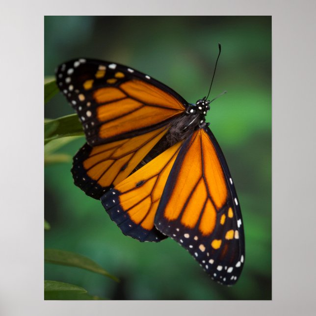 Monarch Butterfly Poster (Vorne)