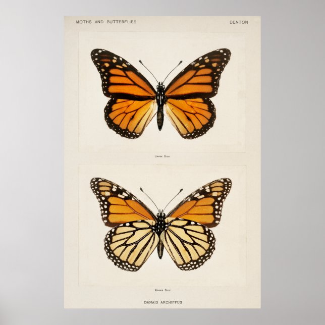 Monarch Butterfly Poster (Vorne)