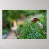 Monarch Butterfly