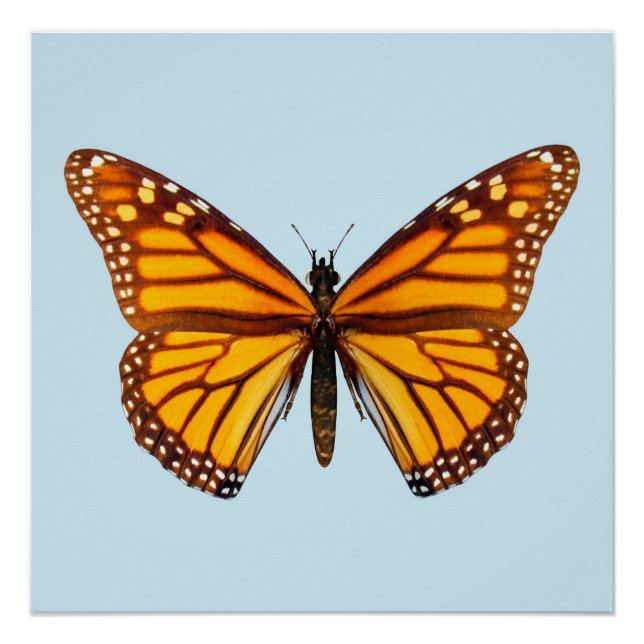 Monarch Butterfly Poster (Vorderseite)