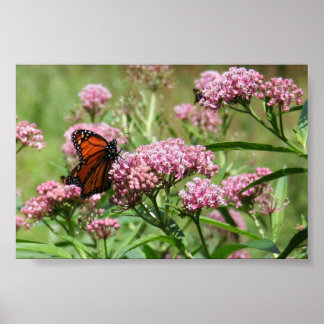 Monarch Butterfly-Poster Poster