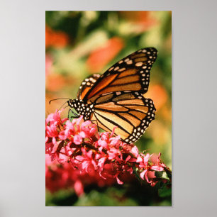 Monarch Butterfly-Poster Poster