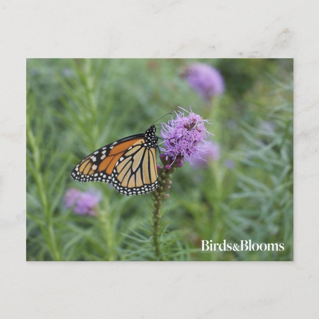 Monarch Butterfly Postkarte (Vorderseite)