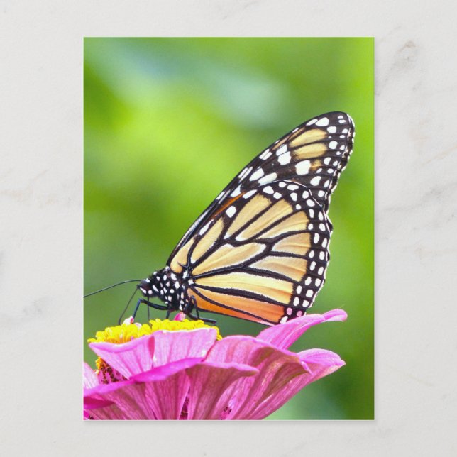 Monarch Butterfly Postkarte (Vorderseite)