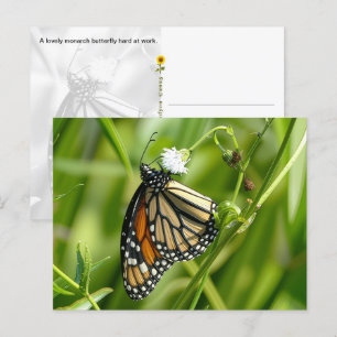 Monarch Butterfly - Postkarte