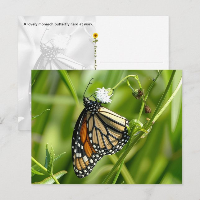 Monarch Butterfly - Postkarte (Vorne/Hinten)