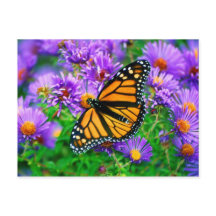 Monarch Butterfly Postkarte