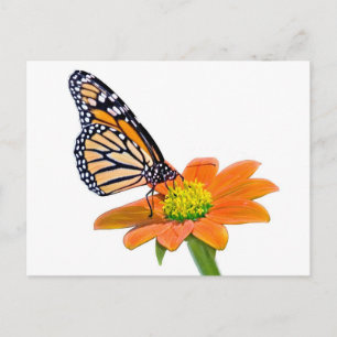 Monarch Butterfly Postkarte
