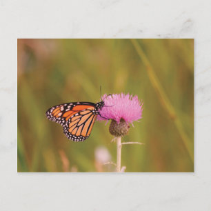 Monarch Butterfly Postkarte