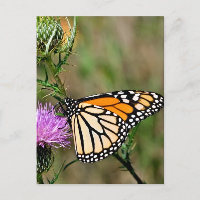 Monarch Butterfly Postkarte (Vorderseite)