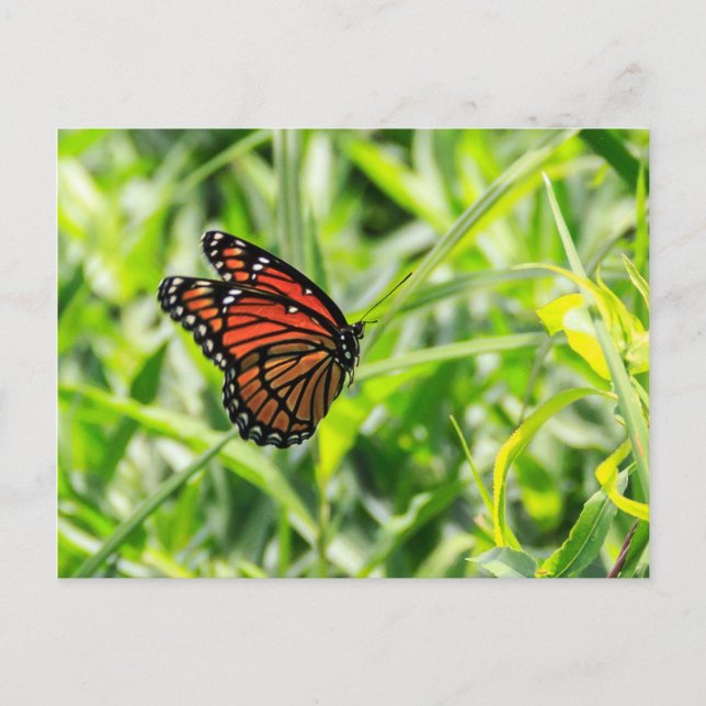 Monarch Butterfly Postkarte (Vorderseite)