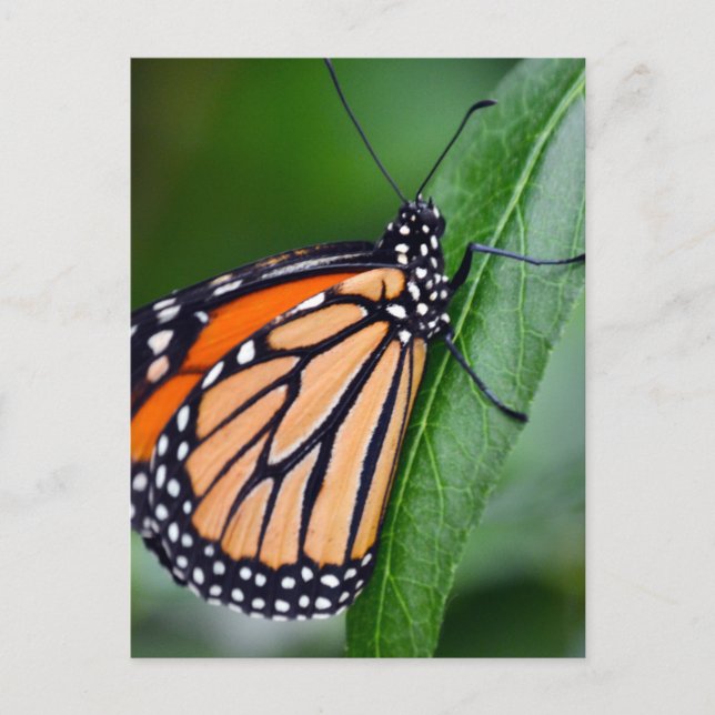 Monarch Butterfly Postkarte (Vorderseite)