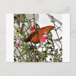 Monarch Butterfly Postkarte