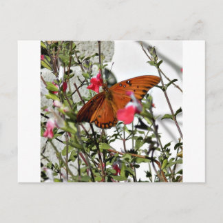 Monarch Butterfly Postkarte