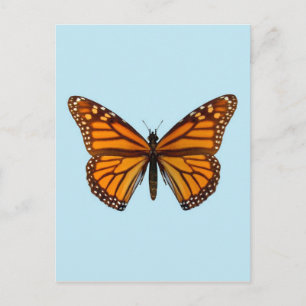 Monarch Butterfly Postkarte