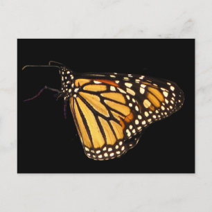 Monarch Butterfly Postkarte