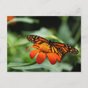 Monarch Butterfly Postkarte